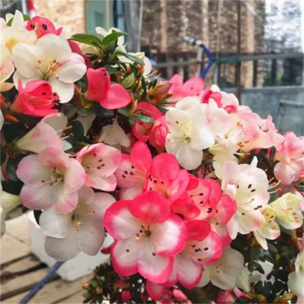 【绯梅锦】杜鹃花盆栽花卉耐寒好养室内绿植阳台四季开花