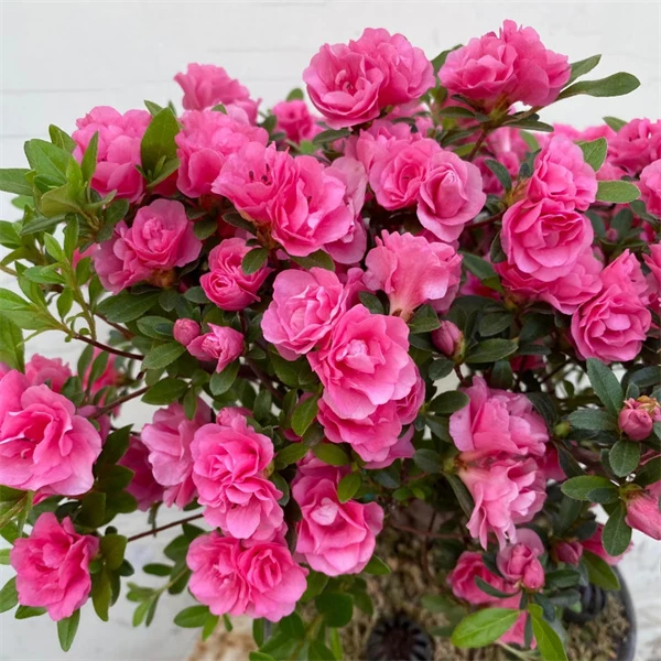 【四季小玫瑰】杜鹃新品精美珍贵盆栽花卉庭院阳台
