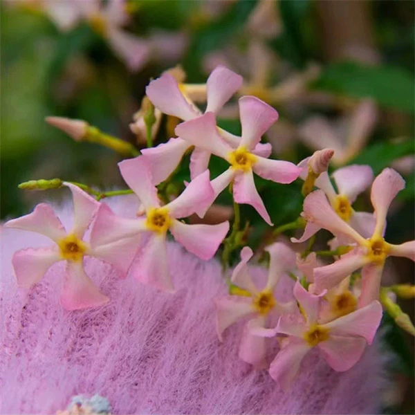 粉色风车茉莉爬藤植物棒庭院阳台盆栽耐寒易活花卉