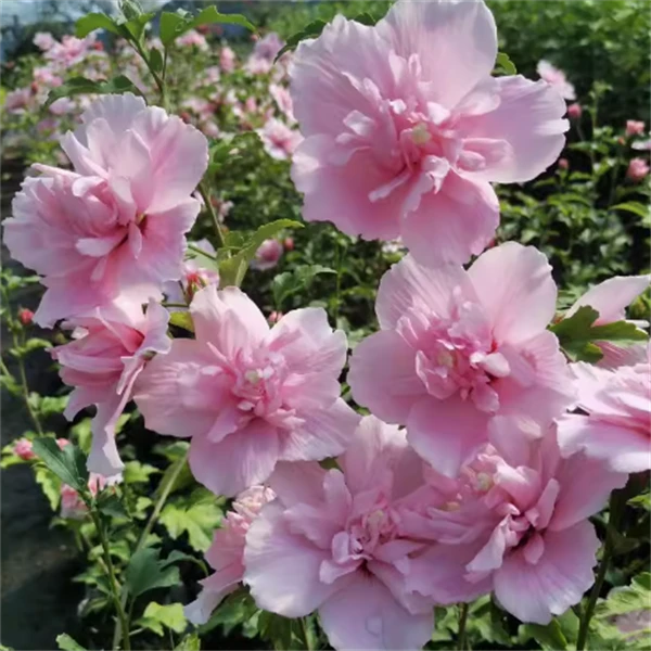 粉雪纺木槿花苗重瓣盆栽耐寒植物阳台庭院种植