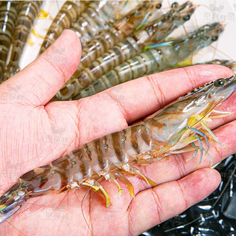 4盒+1盒净重2.5斤斑节虾 一斤35-40只竹节虾九节虾基围虾活虾速冻