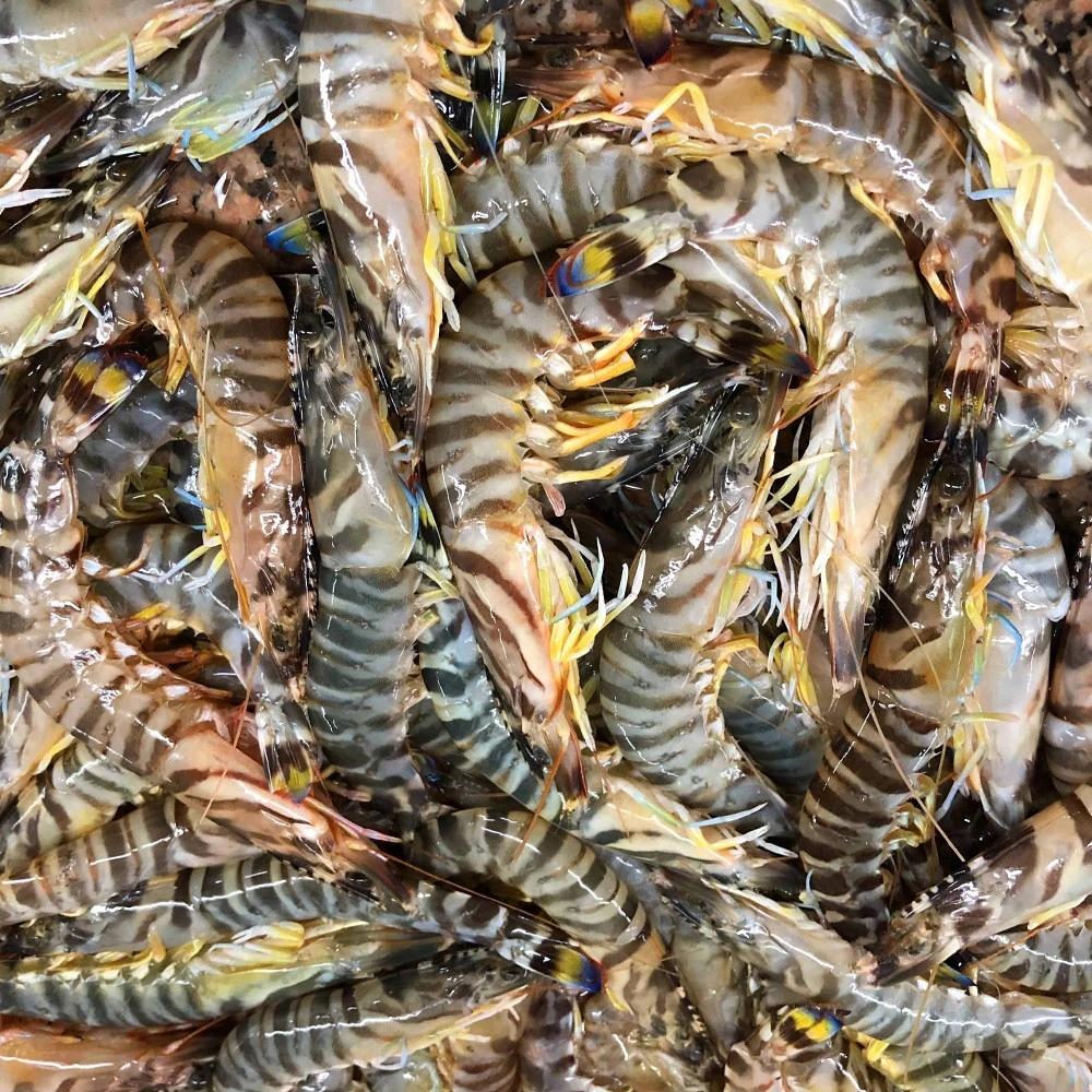 2盒净重2斤斑节虾 1斤25-30只 竹节虾九节虾基围虾 活虾速冻