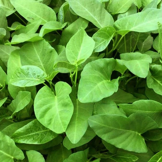 大叶空心菜种子白梗通心菜种籽阳台庭院盆栽四季高产易种蔬菜种孑