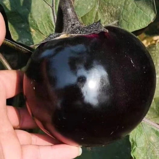圆茄种子茄子苗孑高产黑紫色菜特大圆蔬菜秧茄种籽秧苗大全茄苗