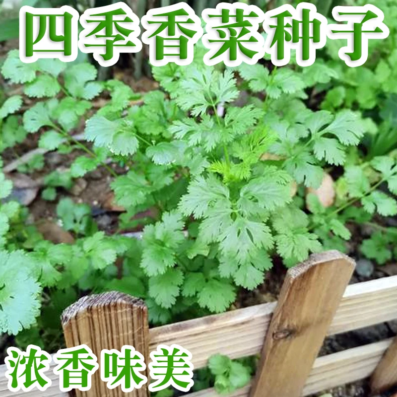 香菜种子四季阳台盆栽蔬菜种孑农家大叶芫荽香菜籽 种小香菜种籽