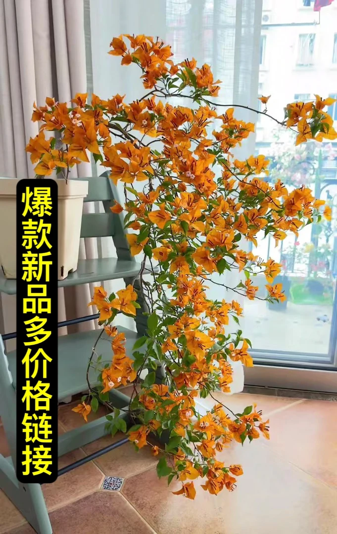 三角梅勤花爆款大热们新苗宠粉一物一拍多价格链接