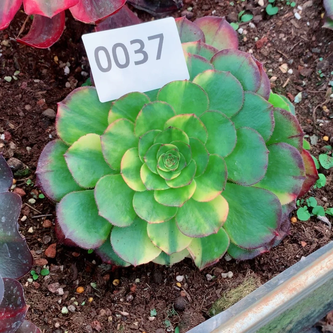 米*万七彩多肉发货发货