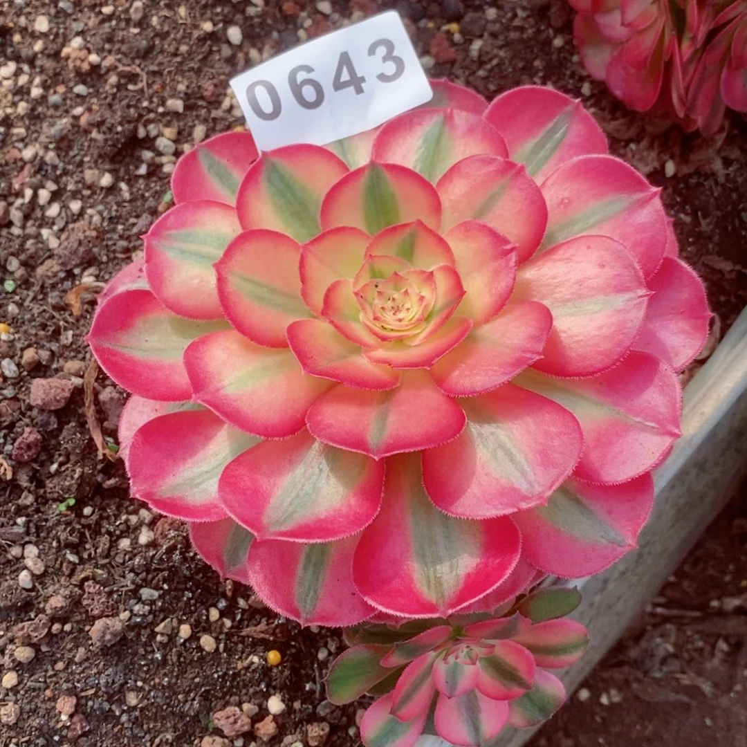 荔枝多肉发货发货