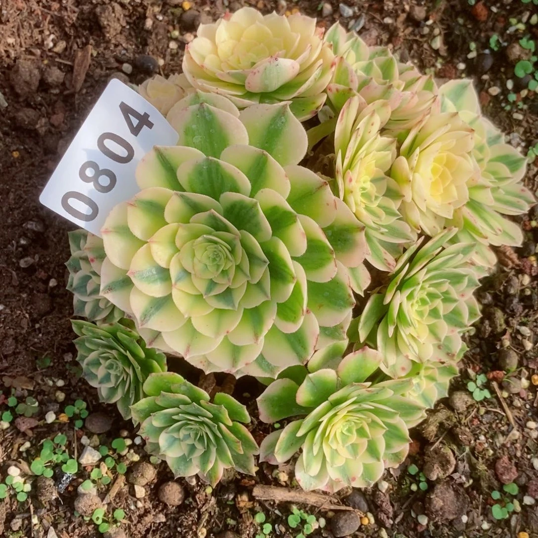 伊丽莎白多肉发货