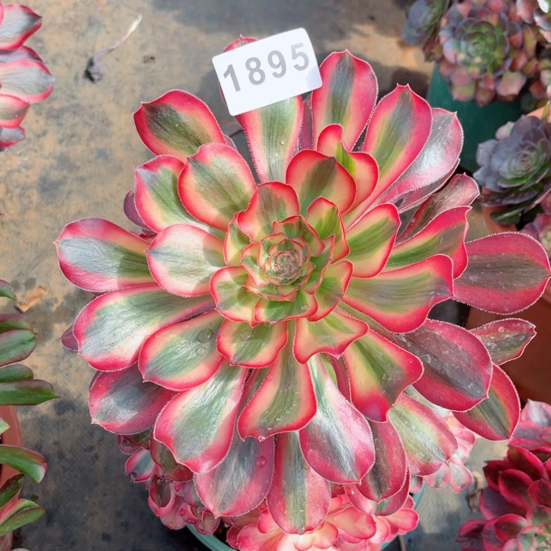 初恋多肉发货发货