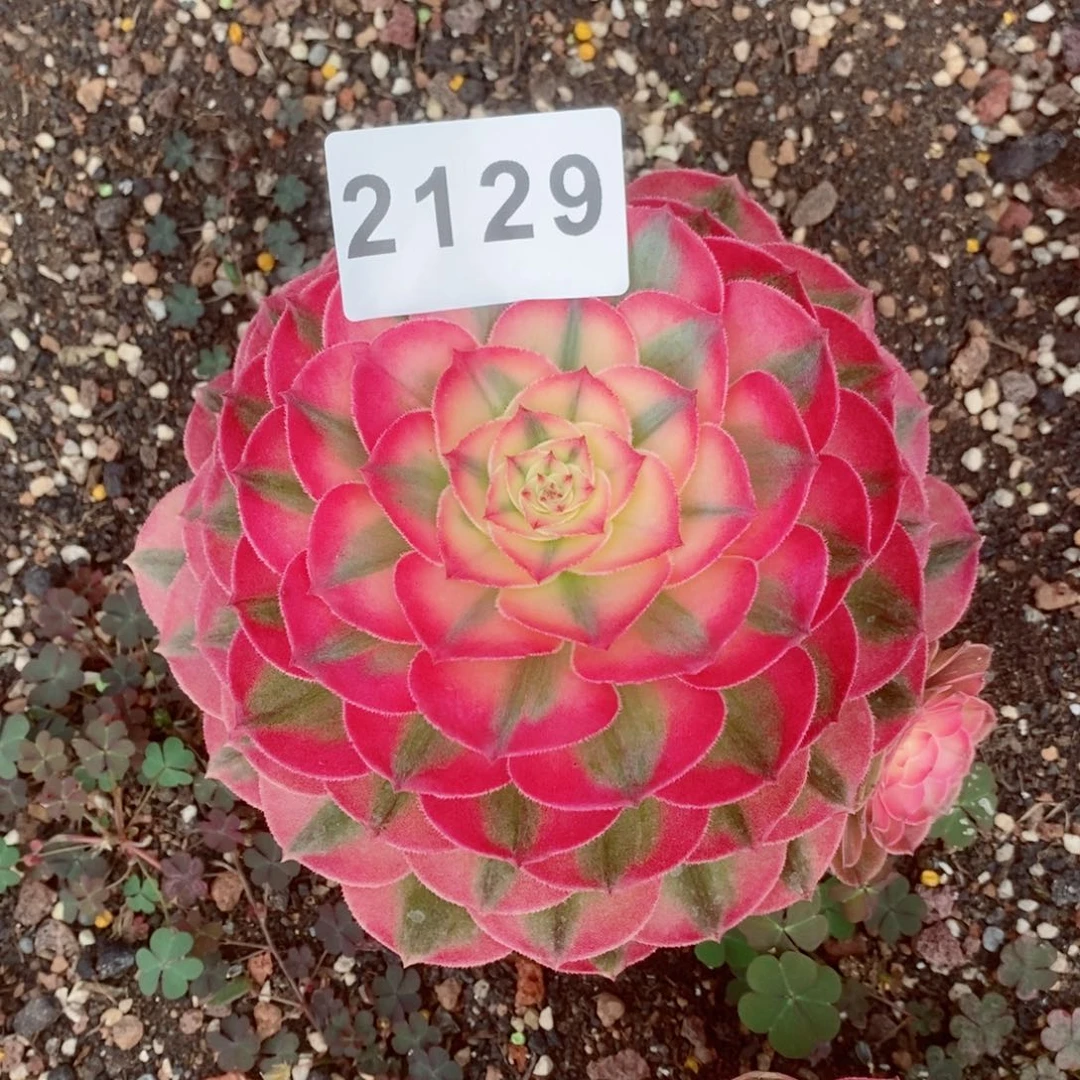 荔枝多肉发货发货