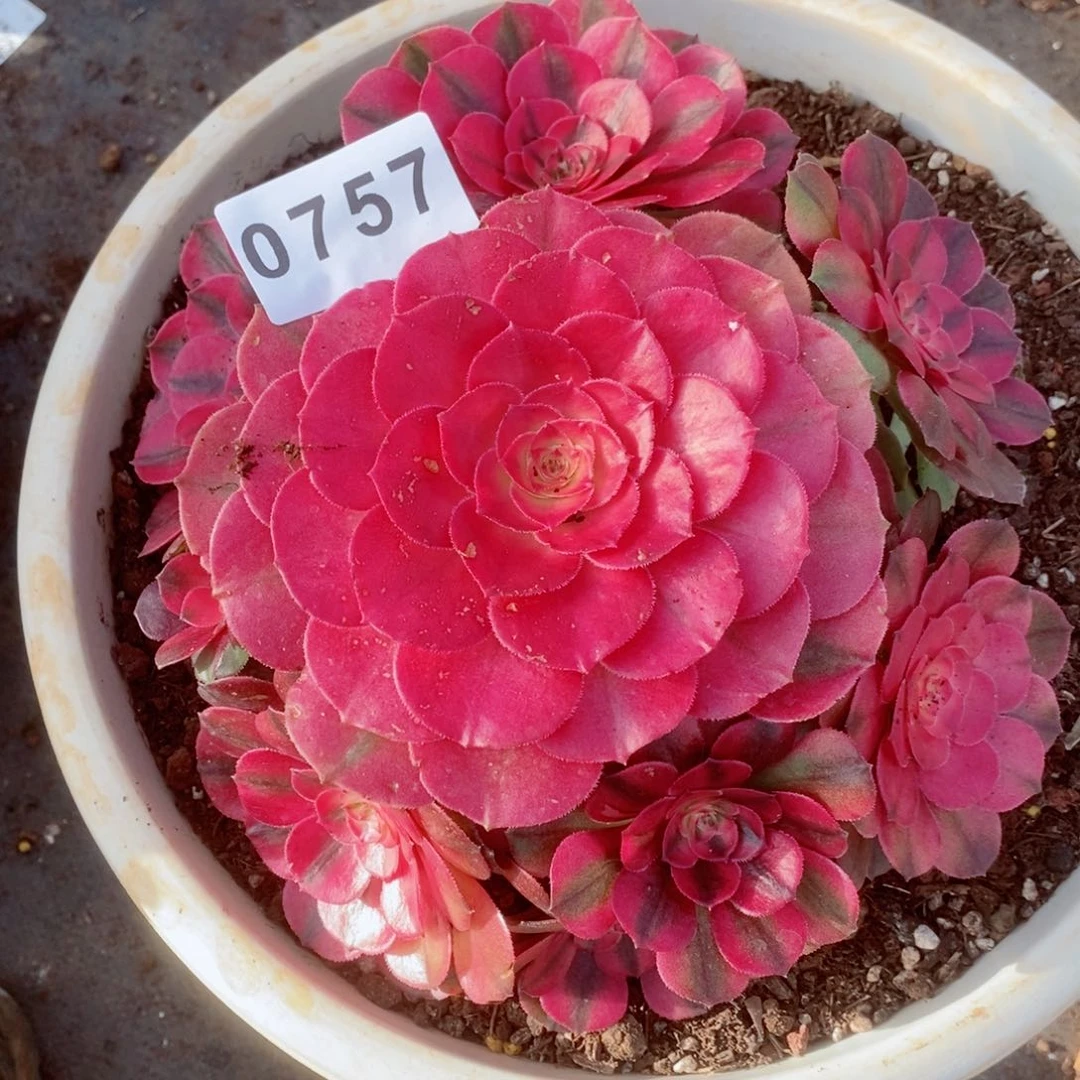 A***M倾城多肉发货发货