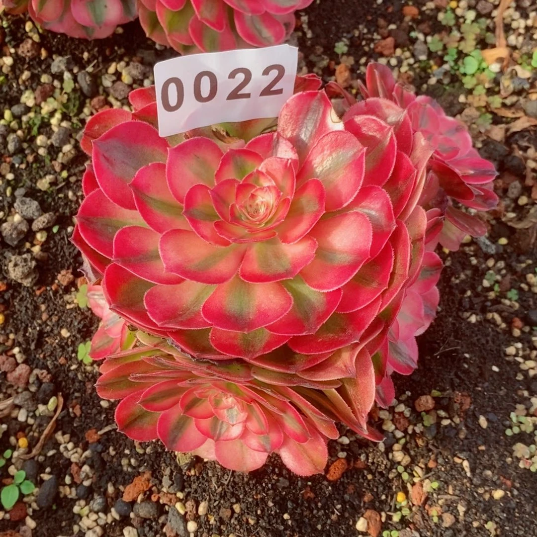 荔枝多肉发货发货