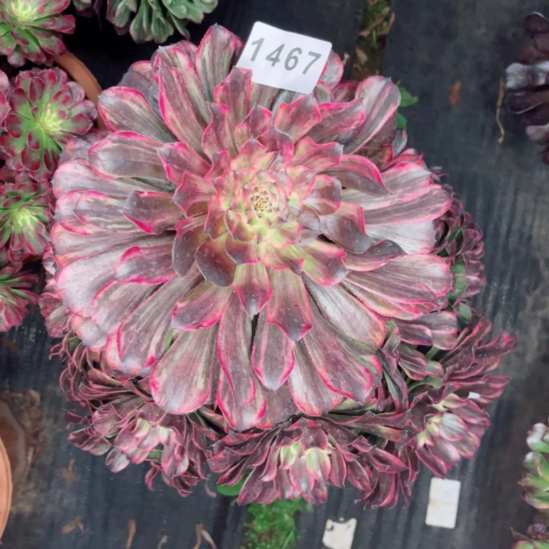 晚*紫浪多肉发货发货