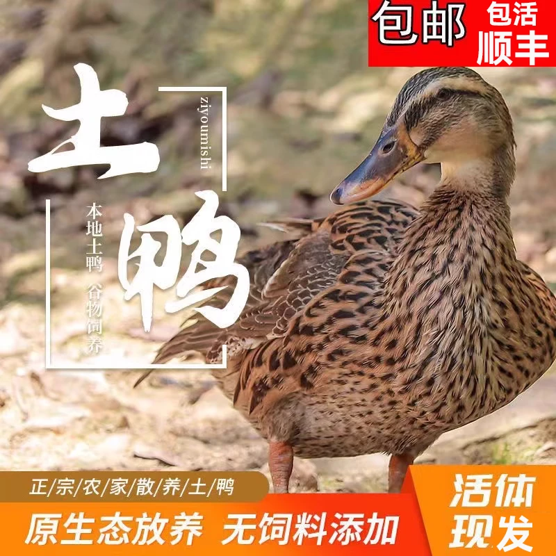 散养老鸭子土鸭水鸭麻鸭新鲜鸭子包活毛重4.5-5.5斤正宗8个月土鸭