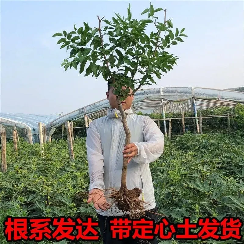 特大枣树苗沾化冬枣树苗大青枣果树苗南北方种植当年结果蓝莓树苗