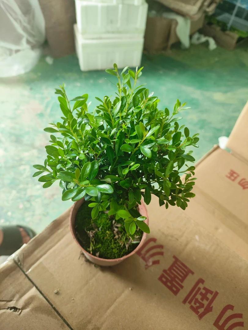 植物补发差价小叶赤楠