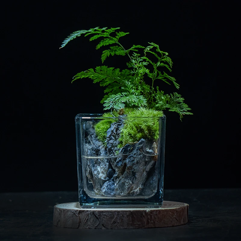 【狼尾蕨】微景观ins风绿植桌面创意精致盆栽生态玻璃瓶8*8