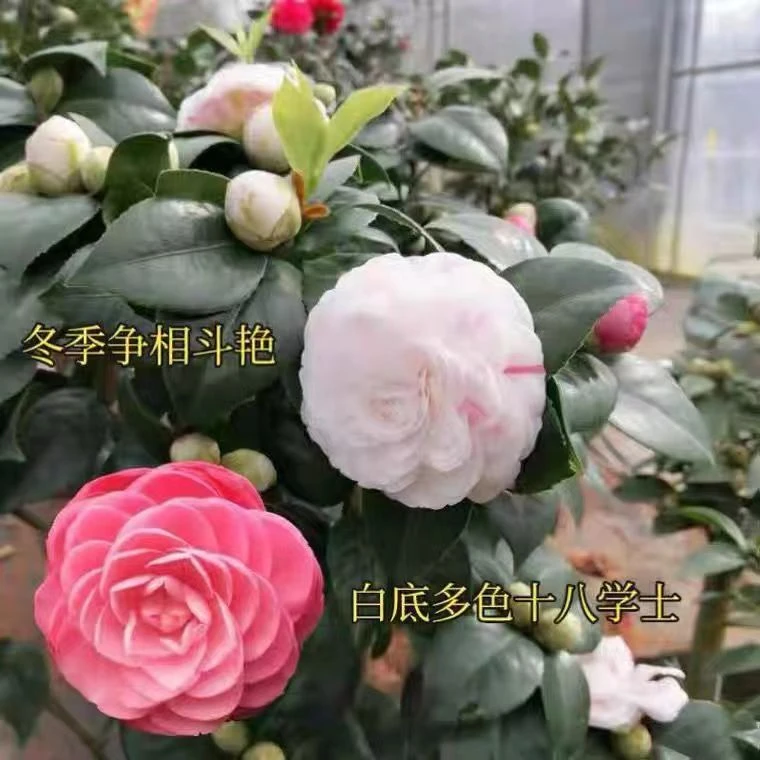 18学士茶花树苗一树多色好养室外内盆栽花苞花卉