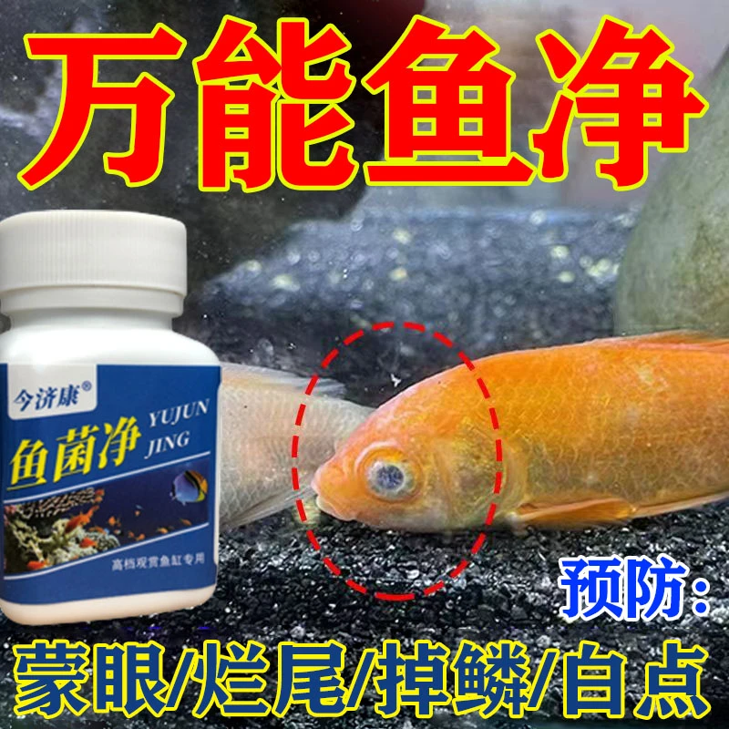 【鱼菌净】养鱼总烂肉掉鳞蒙眼凸眼擦缸不爱动多种鱼用今济康鱼菌净