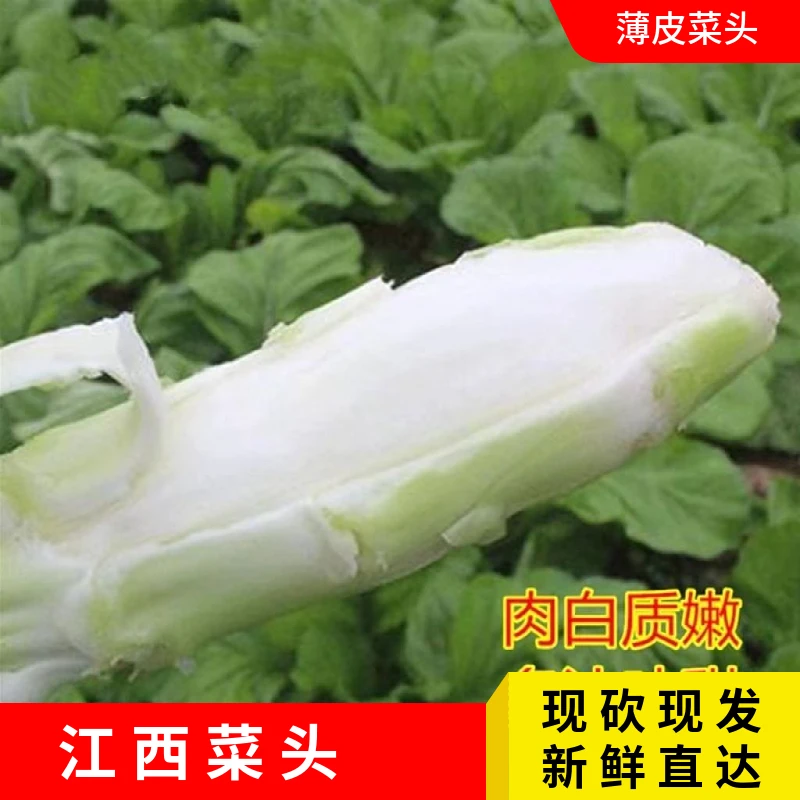 【江西】本地菜头新鲜芥菜棒棒菜脑壳菜兜兜菜现拔现发农家自种包邮