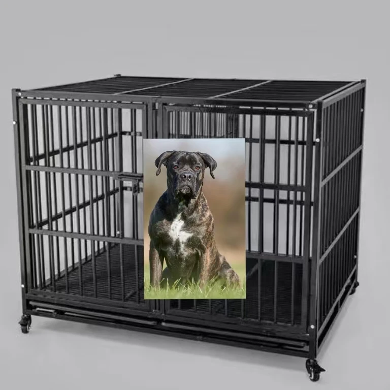 【纯种比特】一件包邮包对版纯种比特带笼发货笼子狗笼子