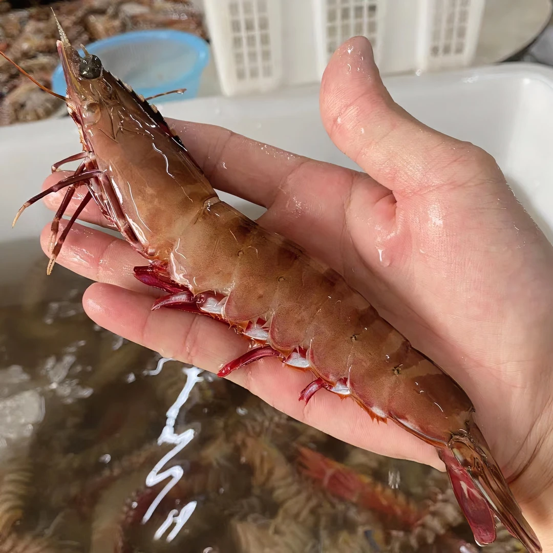 【小胞专属】（15头左右/斤）海捕红爪虾中丰虾新鲜海虾