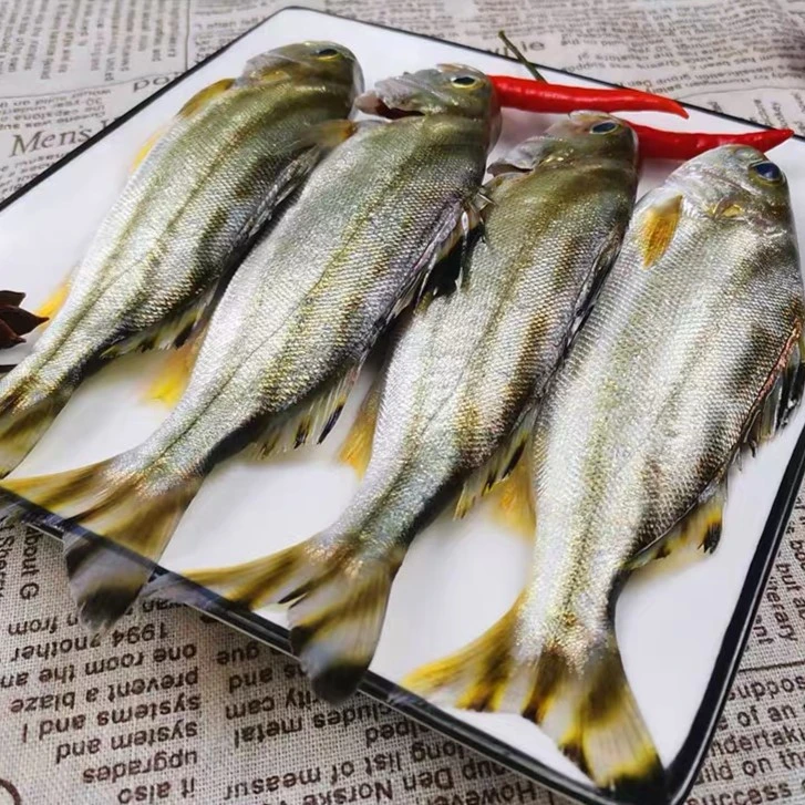 【小胞海鲜】汕尾本港海捕斑猪鱼新鲜煮汤海鱼