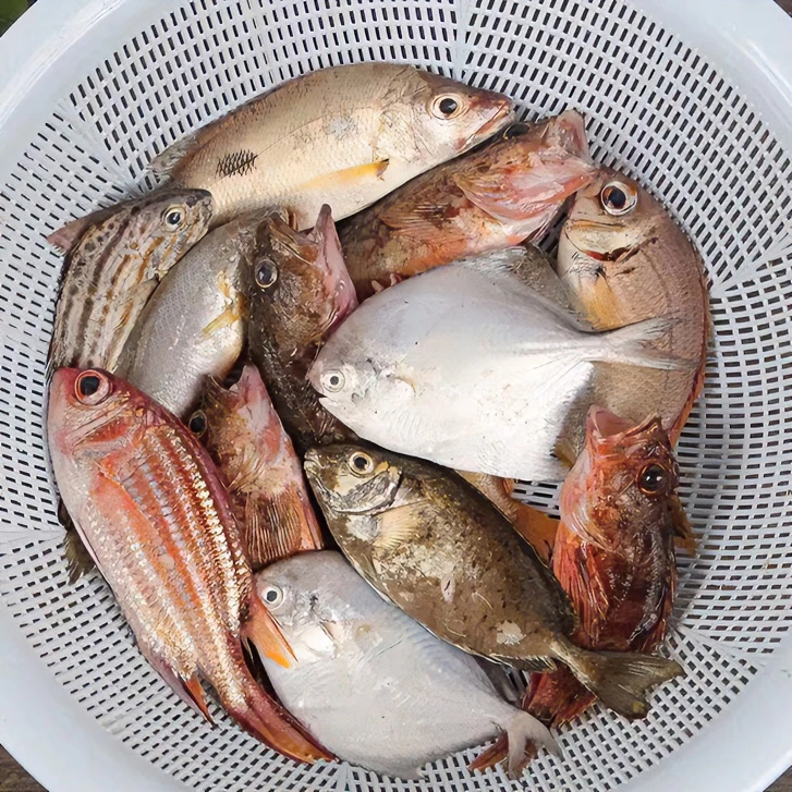 2号海捕野生现称海鱼海虾 直播现改现称鱼虾