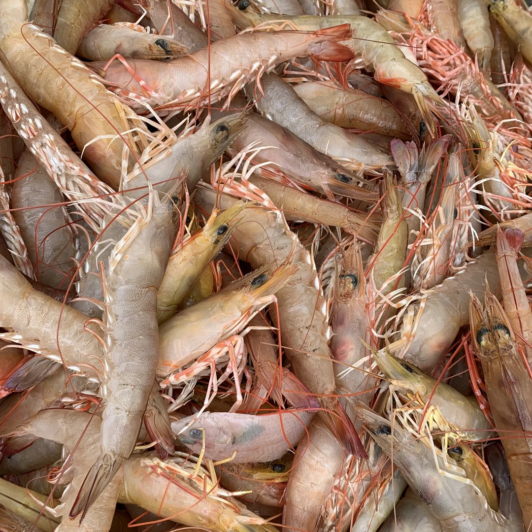 【小胞专属】野生海捕小卢虾 冰鲜麻虾海虾