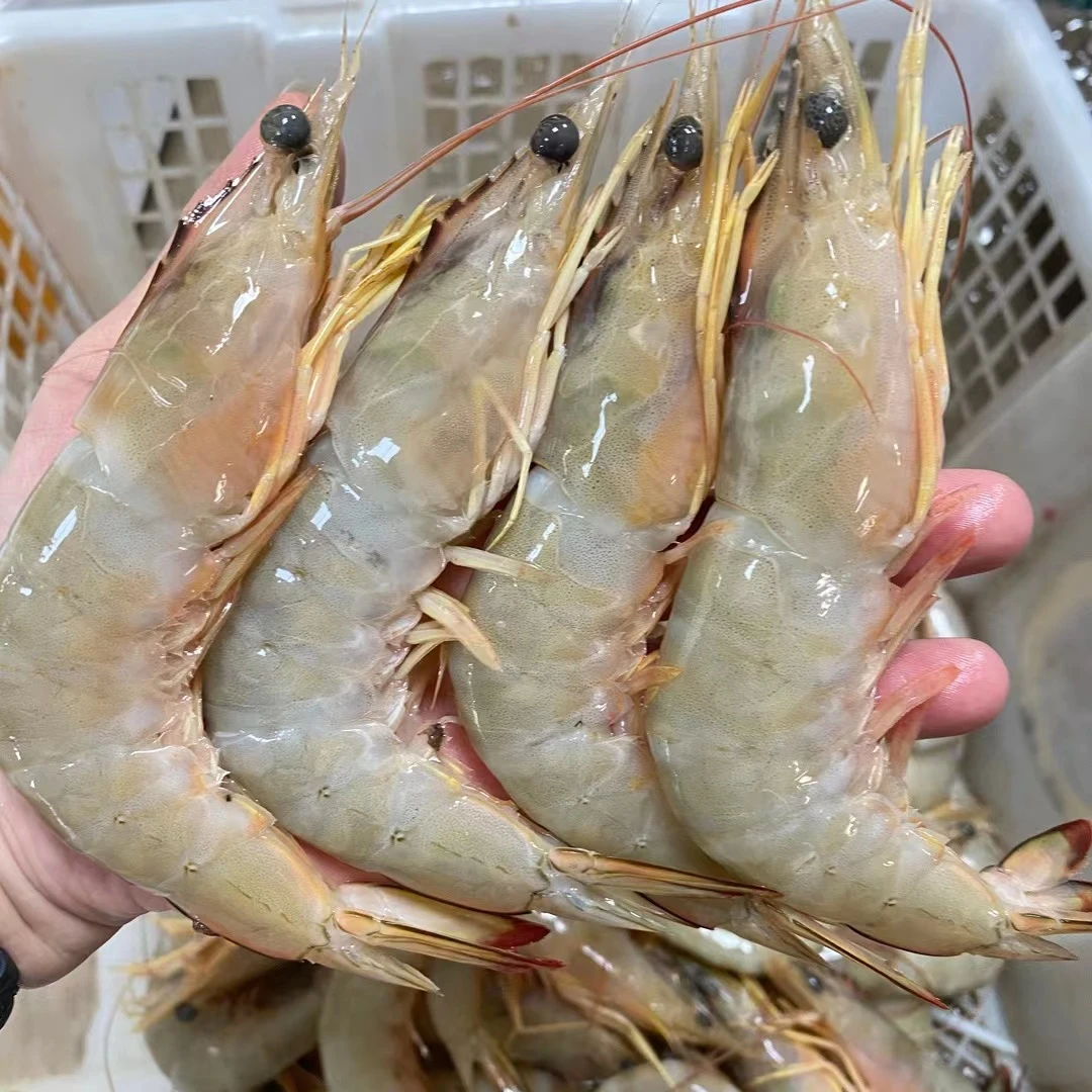 【小胞专属】微次品天然海捕白刺虾海明虾 新鲜白丁虾海虾