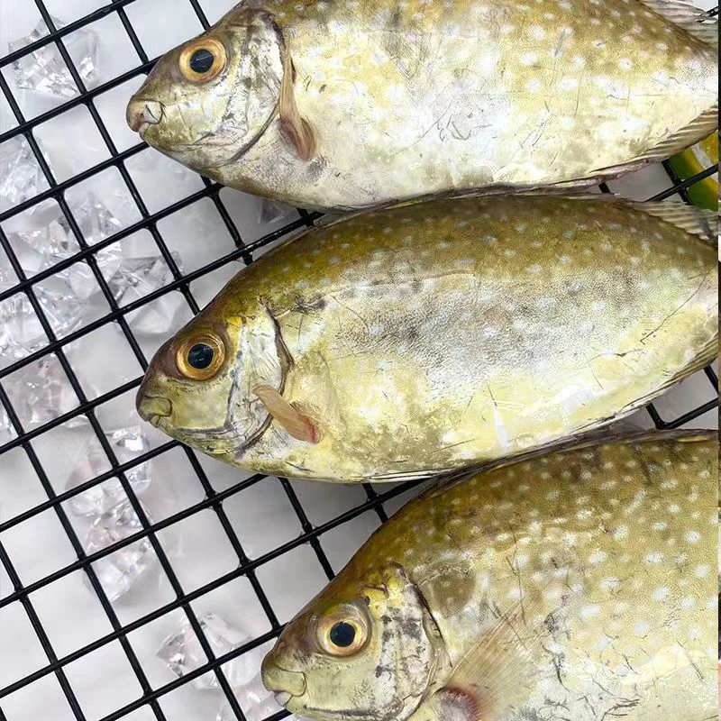 海捕野生泥猛鱼 天然新鲜海鱼