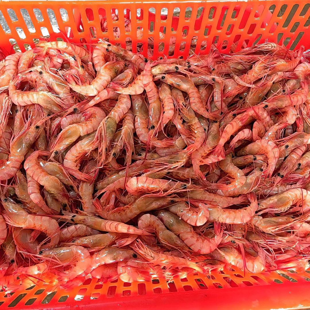 野生海捕红虾 生腌海虾新鲜海虾