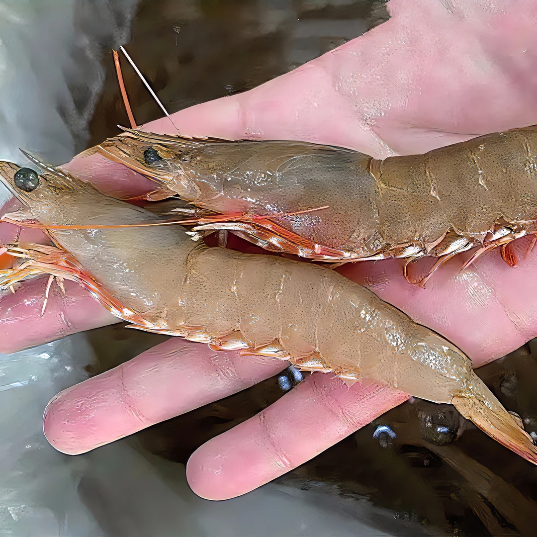野生海捕卢虾母 部分带膏麻虾新鲜沙卢虾