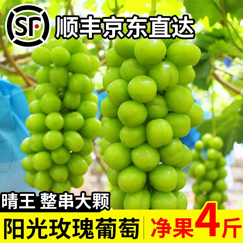 京东直达爆甜阳光玫瑰葡萄青提无籽多汁整箱送礼新鲜饱满香味
