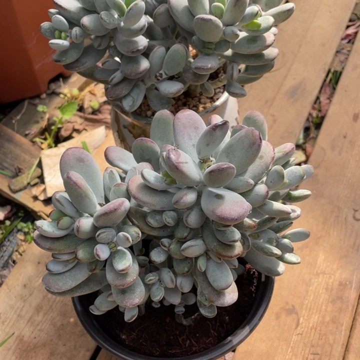 乐*呵弥一物一拍