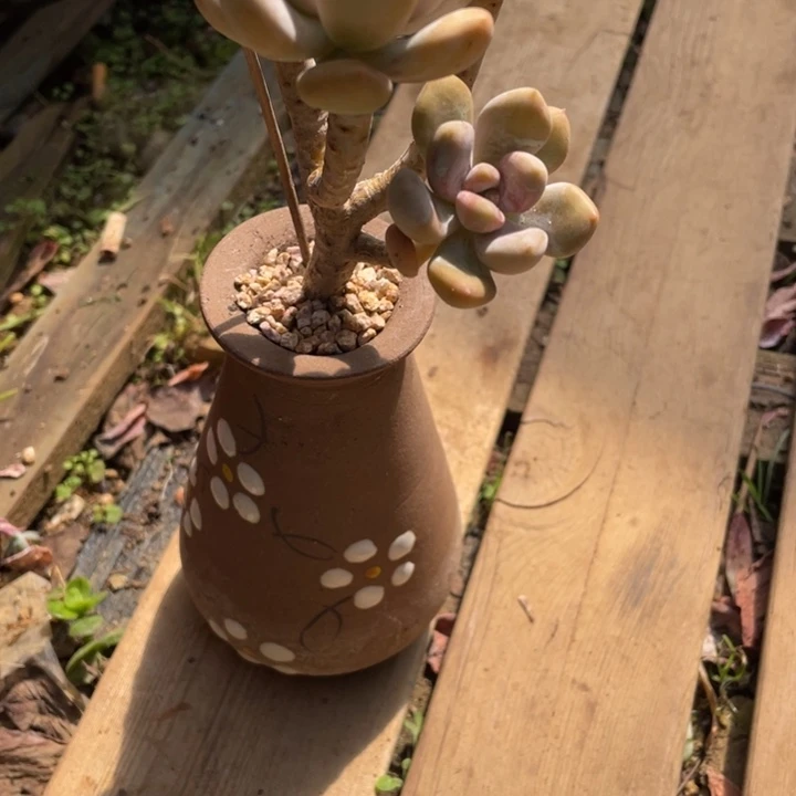 庙****行弥一物拍一拍