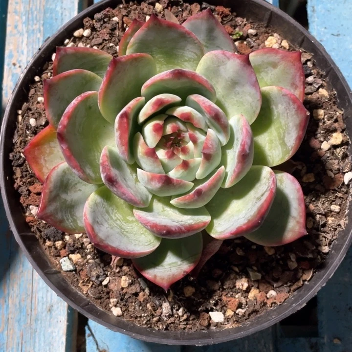 名****空弥鹿之森一物一图