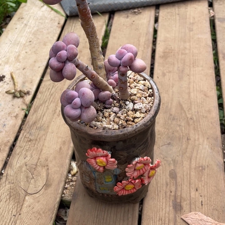 派***?弥一物一拍