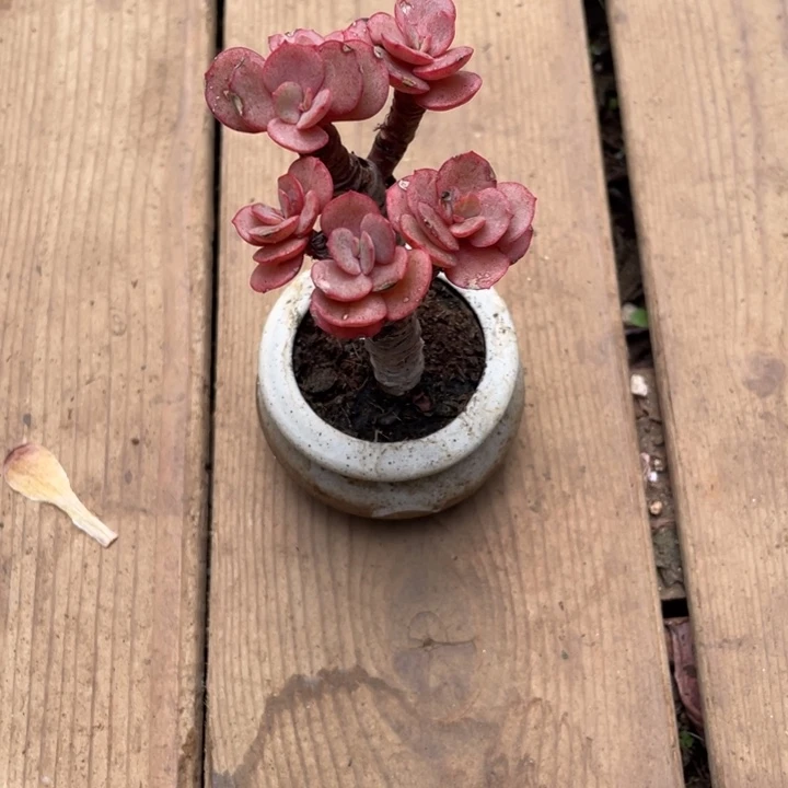 庙****行一弥一物一拍