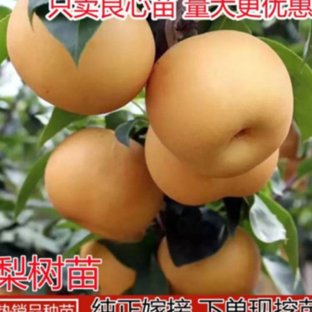 嫁接秋月梨树苗南方北方种植