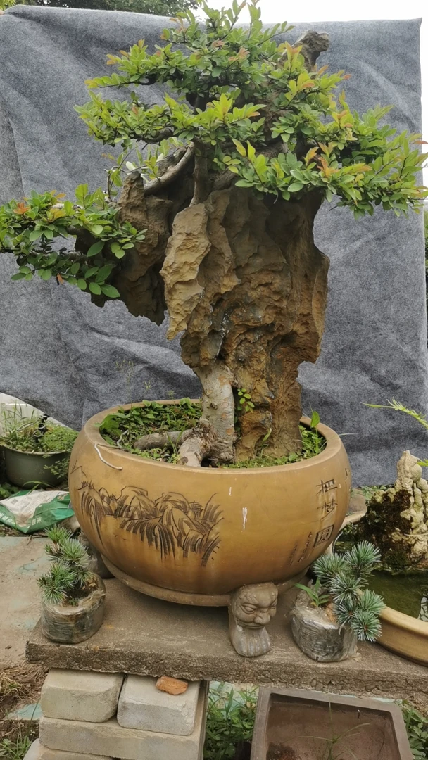 对接白蜡专场链接  ，传递盆景文化，品味花木神韵