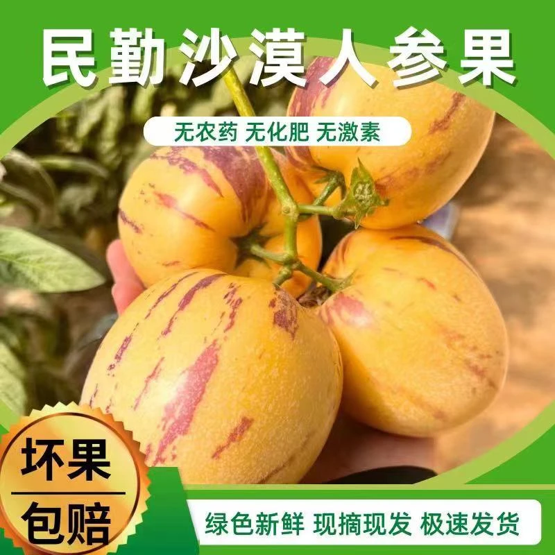 SH甘肃民勤人参果低糖多汁黄肉熟果中果4.5斤150g起新鲜采摘