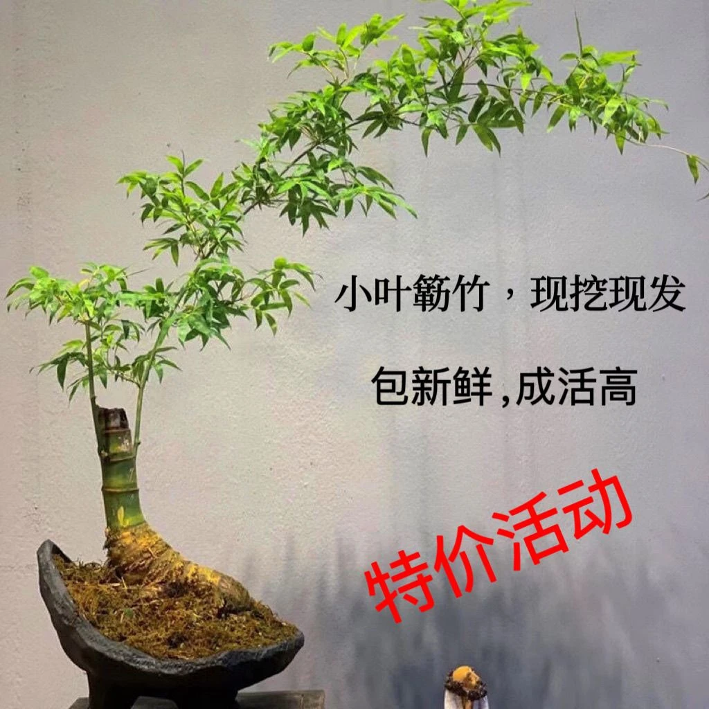 小叶簕竹养不死富贵竹老桩绿植竹子装饰盆栽真物造景室内庭院客厅