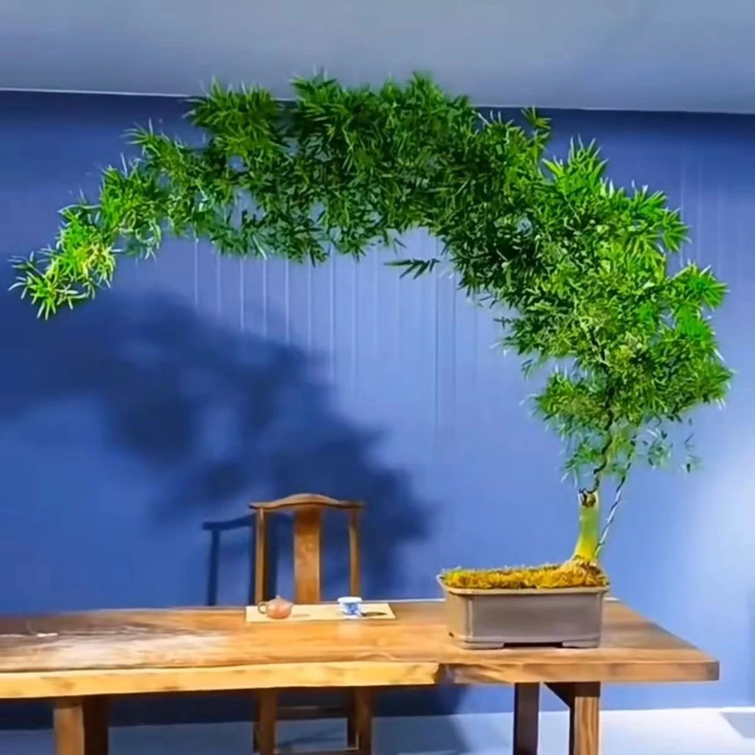 小叶簕竹根苗簕竹桩盆栽室内花园庭院客厅簕竹盆景特色绿植宝塔桩