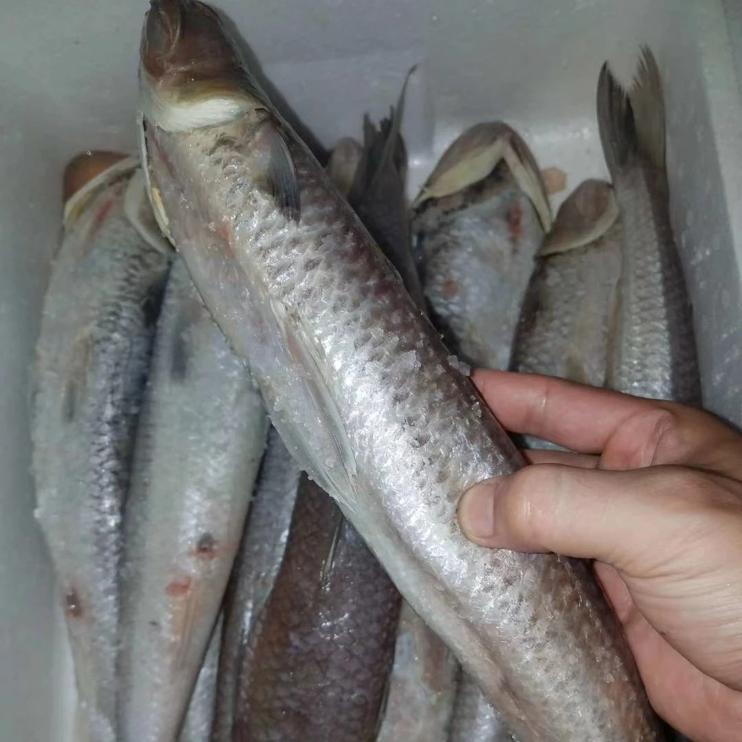 汕尾本港咸鱼咸那哥鱼中丁鱼海鸥鱼咸货(6两-8两/条)500克