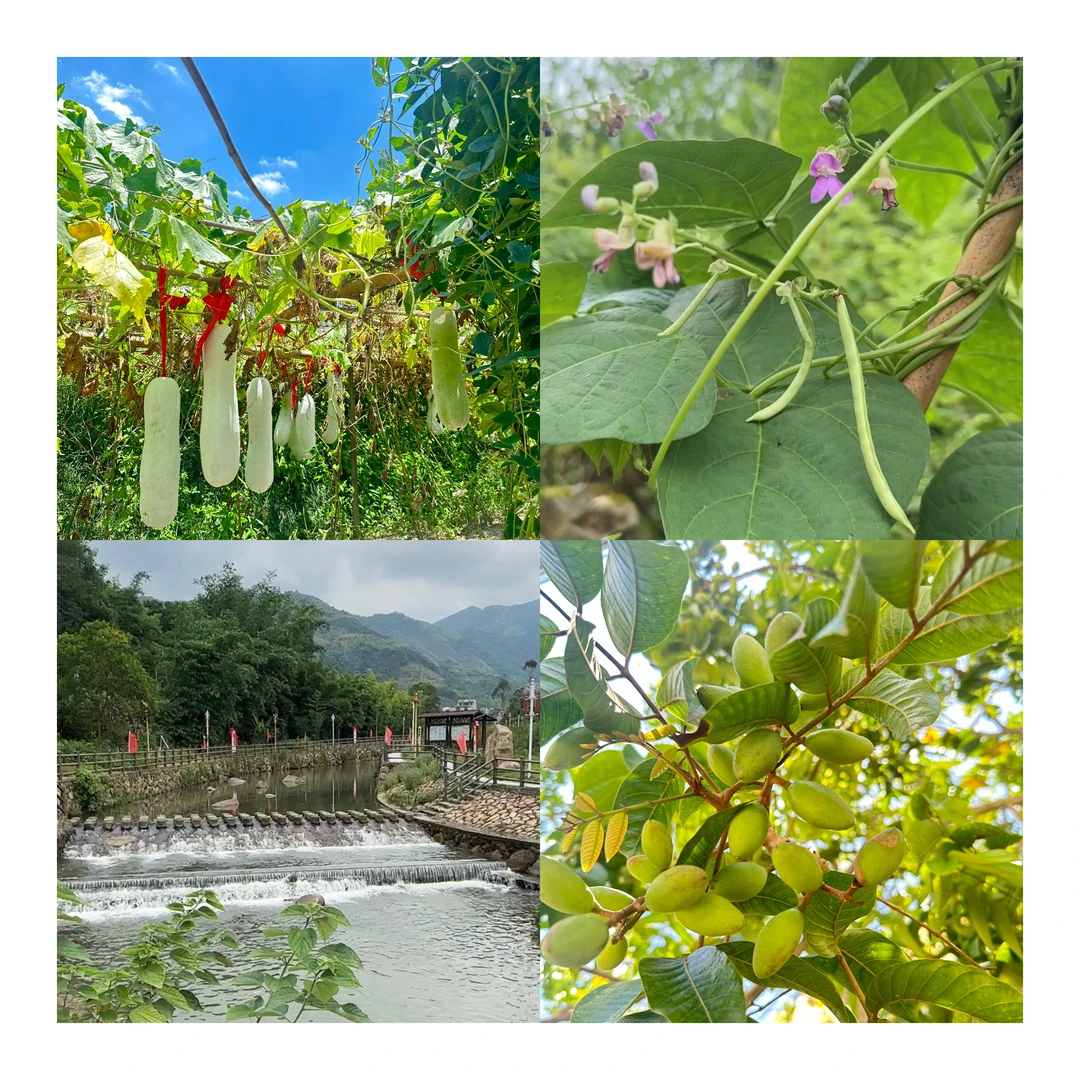 福州乡野好物农村农产品  瓜果蔬菜  地方特产代购
