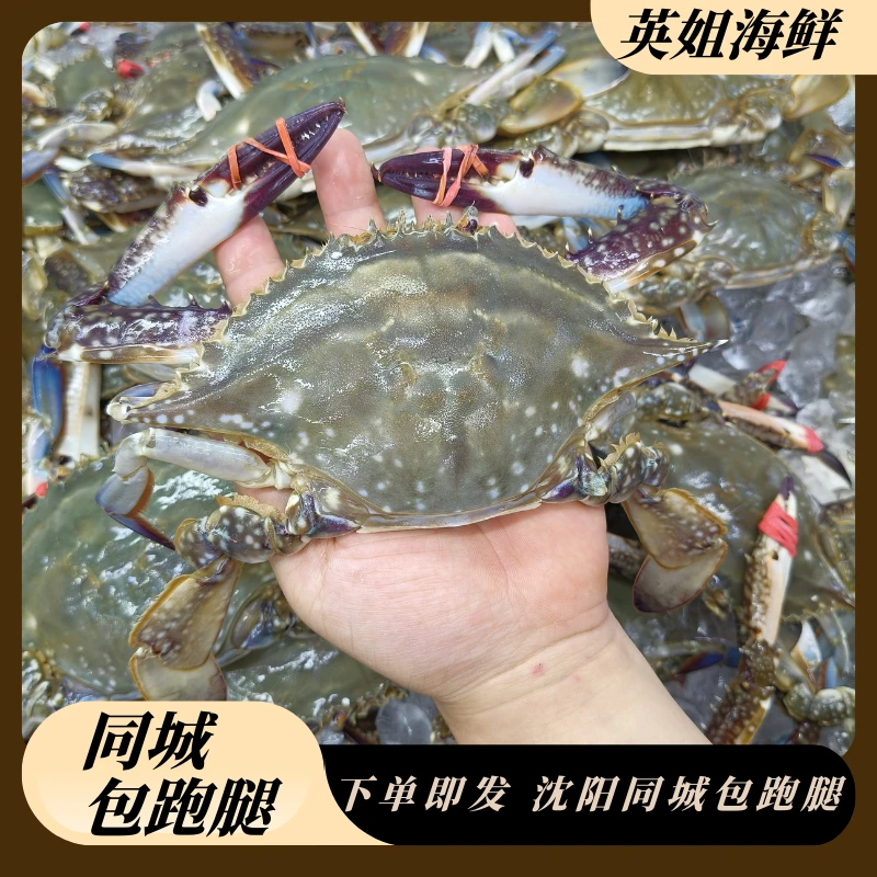 公尖母混3斤起仅限沈阳市内五区【保鲜不保活】1只2两左右