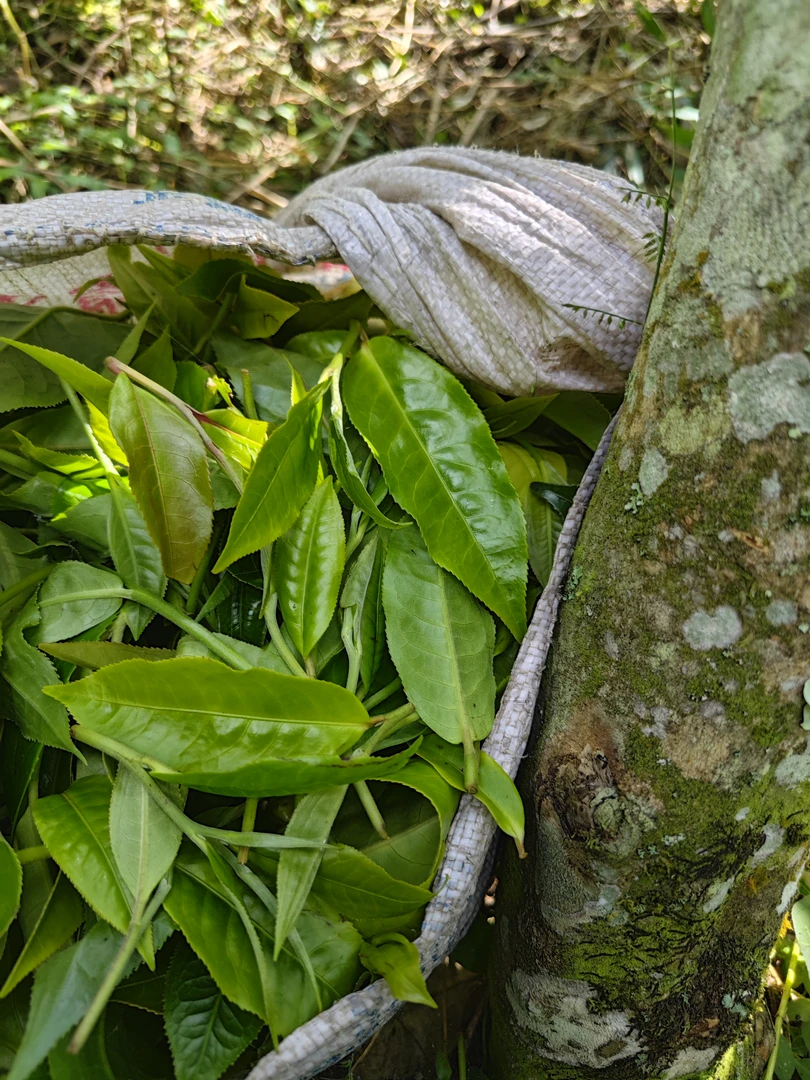 【水库地块古树混采】广别古树混采头春 （兰香蜜韵）