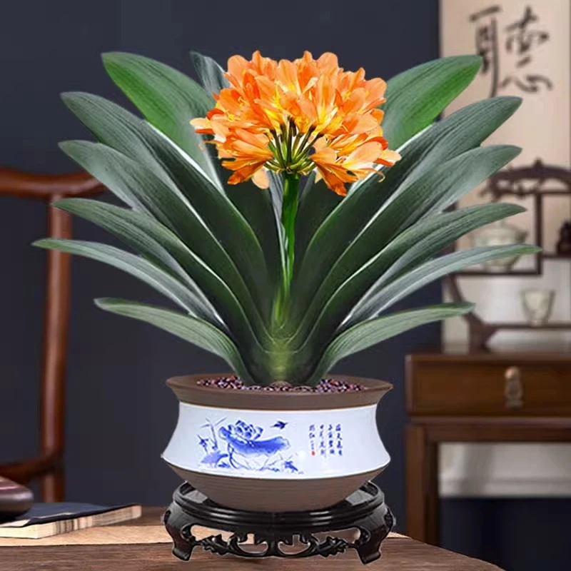 君子兰盆栽特级圆头和尚好养基地名贵花卉植物室内四季常青绿植
